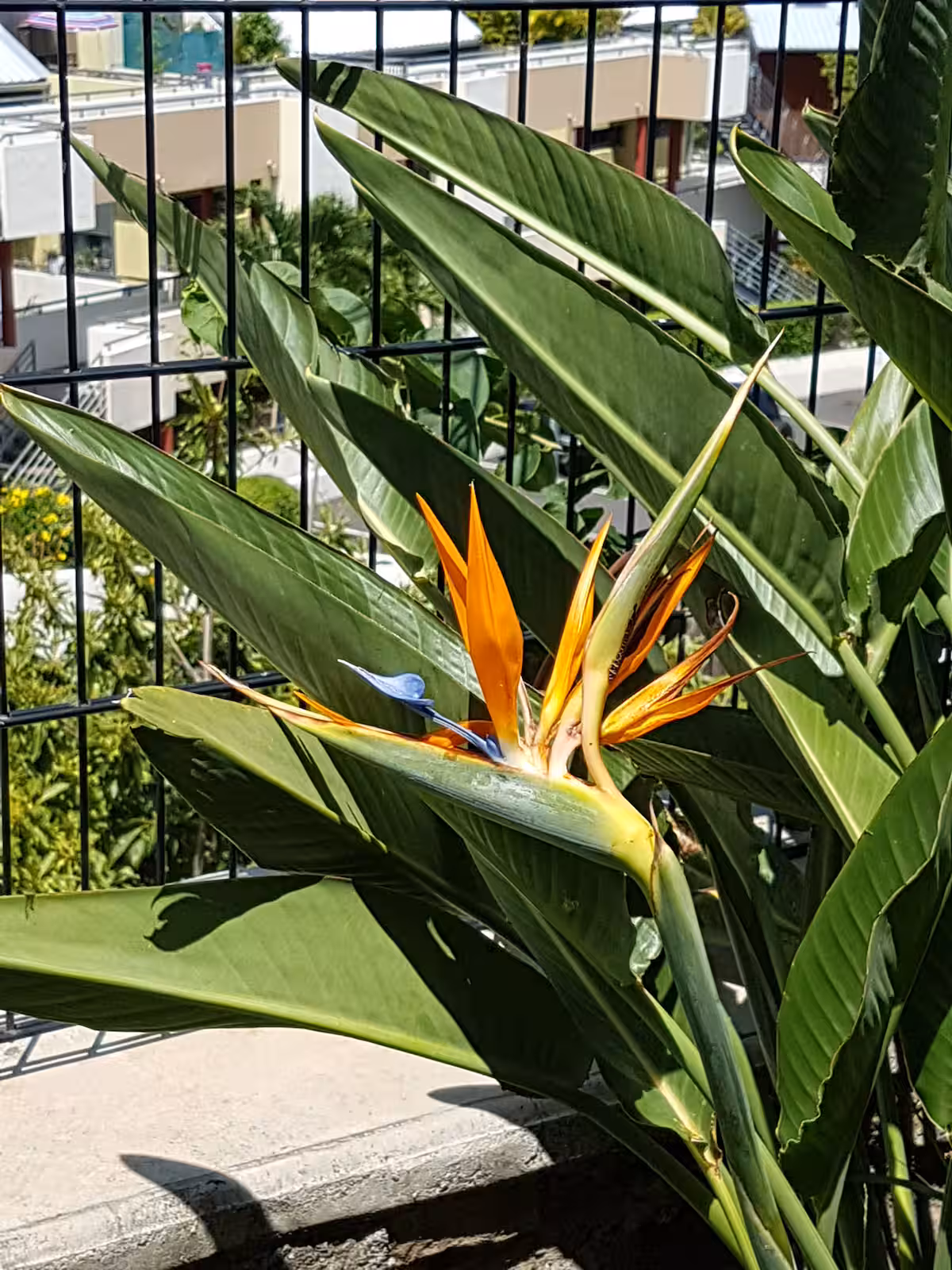 Ambiance tropicale location vacances Réunion